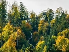 Ein Pfad windet sich durch die Baumkronen.