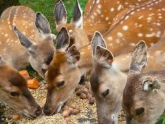 Mehrere Rehe fressen im Schwarzwaldzoo.