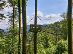 Zwei Hängebrücken führen zu einem Plateu an einem Baum.