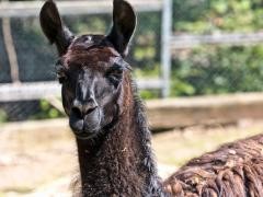 Ein Alpaka im Schwarzwaldzoo.