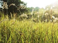 Wiese: Im Vordergrund sind Gräßer im Hintergrund ist ein Baum zu erkennen.
