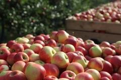 Äpfel des Obsthof Schwehr-Schüssele in Buchholz