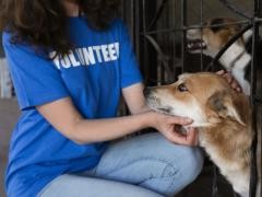 Eine Frau streichelt einen Hund. Auf dem T-Shirt der Frau steht "Volunteer".