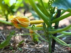 In einem Beet wächst eine Zucchini