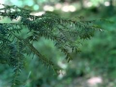 Zweige einer Tanne im Wald. Im Hintergrund ist verschwommen weiteres Grün zu sehen.