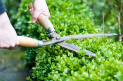 Zwei Hände schneiden mit einer großen Heckenschere eine dichte, grüne Hecke. Die Schere hat Holzgriffe, das Schnittwerkzeug ist geöffnet. Die Szene zeigt Gartenarbeit in Nahaufnahme bei Tageslicht.